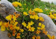 Al Rifugio Capanna 2000 da Alpe Arera ad anello-1GIUGNO25: splendide fioriture !- FOTOGALLERY